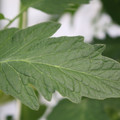 085001_20180605104355_01.JPG