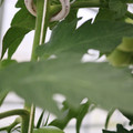 085001_20180605104357_02.JPG