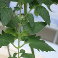 085001_20180605104502_04.JPG