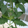 085001_20180605104502_05.JPG