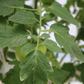 085001_20180605104509_04.JPG