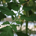 085001_20180605104520_03.JPG