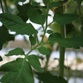 085001_20180605104520_04.JPG