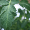 085002_20180711081721_05.JPG