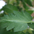 085002_20180711081733_04.JPG