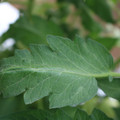 085002_20180711081733_05.JPG