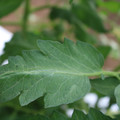 085002_20180711081735_03.JPG