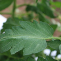 085002_20180711081735_04.JPG