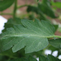 085002_20180711081735_05.JPG