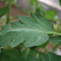 085002_20180711081737_04.JPG