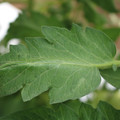085002_20180711081743_03.JPG