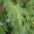 085002_20180711081844_01.JPG