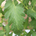 085002_20180711081847_01.JPG