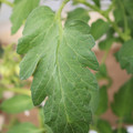 085002_20180711081849_01.JPG