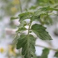 085004_20180601120446_01.JPG