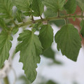 085004_20180601120516_01.JPG