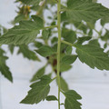 085004_20180601120533_01.JPG