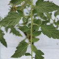 085004_20180601120533_03.JPG
