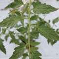 085004_20180601120534_01.JPG