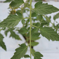 085004_20180601120534_03.JPG