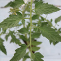 085004_20180601120534_05.JPG