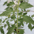 085004_20180601120535_01.JPG