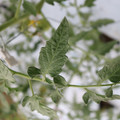 085004_20180601120543_01.JPG