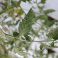 085004_20180601120543_02.JPG