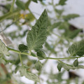 085004_20180601120544_04.JPG