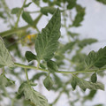 085004_20180601120545_04.JPG