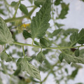 085004_20180601120546_01.JPG