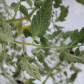 085004_20180601120546_02.JPG