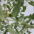 085004_20180601120546_05.JPG