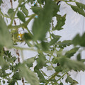 085004_20180601120547_01.JPG