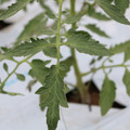 085004_20180601120625_01.JPG