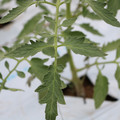 085004_20180601120625_04.JPG