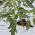 085004_20180601120626_01.JPG