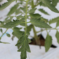 085004_20180601120626_04.JPG