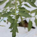085004_20180601120626_05.JPG