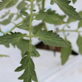 085004_20180601120627_03.JPG