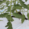 085004_20180601120627_04.JPG