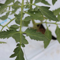 085004_20180601120627_05.JPG
