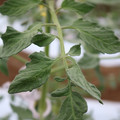 085004_20180601120645_01.JPG