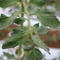 085004_20180601120645_04.JPG