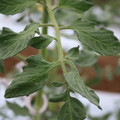 085004_20180601120645_05.JPG