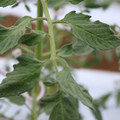 085004_20180601120646_03.JPG