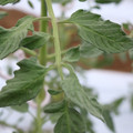 085004_20180601120646_04.JPG