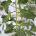 085004_20180601120657_01.JPG
