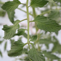 085004_20180601120657_02.JPG