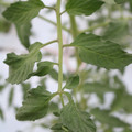 085004_20180601120658_01.JPG